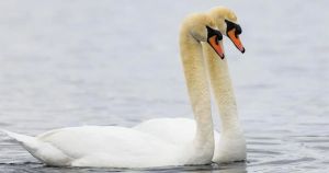 Bird populations rebounding in the Kawarthas