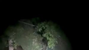 Ecco le immagini dell'orso dell'Altopiano di Asiago catturate da una fototrappola