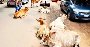 The cow, the carcass and the republic