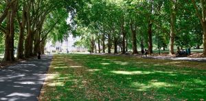 Trees and greenery can cool cities by as much as 18°C – but only if it’s the right type