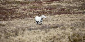 Feral horse numbers in Australia’s alps are on the rise again. It’s time to act