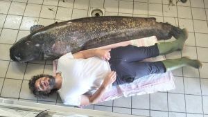 Lago d’Iseo, l’invasione del pesce siluro: “Qui hanno modificato abitudini”
