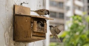 Hyderabad Neighbourhood Brings Back 20,000 Sparrows Almost Lost to the City—Bird Expert Reveals How