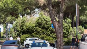 Pino marittimo crolla in strada a Lignano: albero travolge un'auto in transito