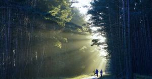 Forest Bathing for Fast Walkers