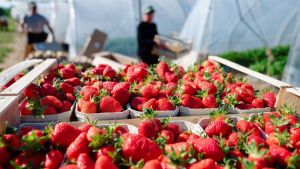 Frische Erdbeeren! Hier gibt es in der Region Felder zum Selberpflücken