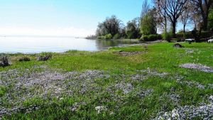 Fische, Vögel und Pflanzen leiden unter historisch warmem und wasserarmen Bodensee