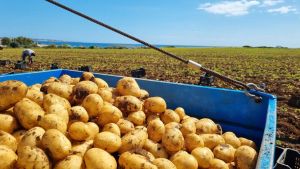 Troppe patate da frittura, il prezzo crolla a zero euro a tonnellata. Anche Hormuz e l’Ozempic tra le ragioni della crisi