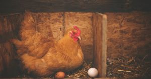 The Chicken, the Egg, and the Algorithm
