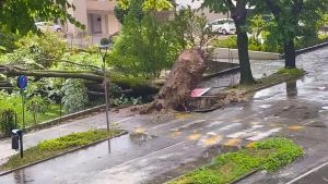 Maltempo nell’Opitergino, alberi abbattuti e grandine: ecco le aree più colpite
