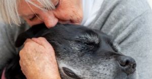 When Should Your Therapy Dog Retire?