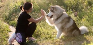 El valor de la amabilidad o por qué los lobos tienen problemas de extinción y los perros, no