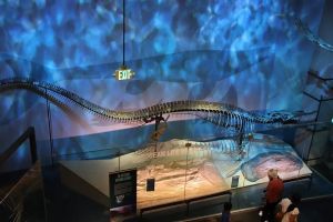 Dinosaure : un super prédateur marin découvert… dans un musée