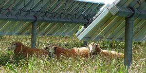Tariffs Won't Save America’s Farms; Community-Rooted Solar Power Might