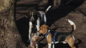Serio aviso a los propietarios de perros en Oviedo: quienes no recojan sus heces serán sancionados con hasta 3.000 euros