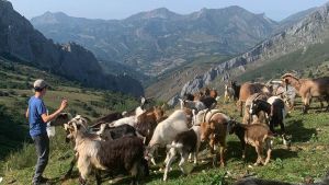 El temor al lobo, la guerra de los pastos de Pinos y la sequía marcan el inicio de la campaña ganadera de verano: 