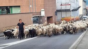Il pastore Andrea Galbusera e il rito della transumanza: “Tanto affetto per noi. Ormai è come una parata”