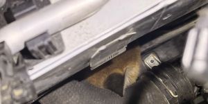 Jungfüchse fahren als blinde Passagiere in Auto mit