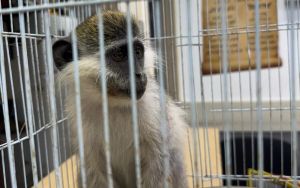 Knesset committee extends money laundering law to wildlife trafficking
