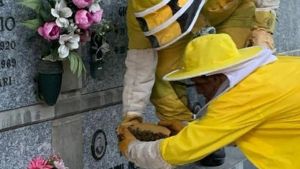 Cuorgnè, api all’assalto del camposanto
