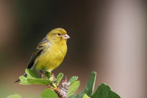 Who are canaries when not in coal mines? Why Antisemitism Studies shouldn’t displace Jewish Studies