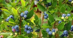 This Endangered Blueberry Relative Was Missing Since 1836 — Scientists Just Found 16 Plants in Arunachal