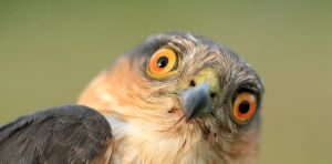 Birds masturbate, and that’s perfectly normal
