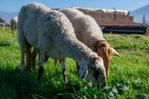 Lo sfratto degli ultimi senza voce: il rifugio di Agripunk