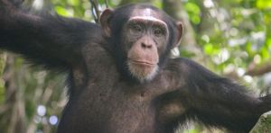 Why do male chimpanzees throw rocks at the same trees for more than a decade? We travelled to remote Guinea‑Bissau to find out