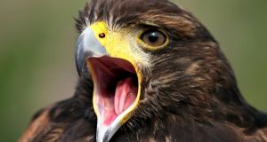 12-yr-old’s bird calls at Oklahoma school talent show have people’s jaws on the floor