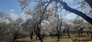 Climate Change and Kashmir’s Orchards