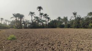 Time To Insure Pakistan's Farmers Against Climate Shocks