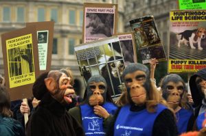4. Human supremacism: why are animal rights activists still the “orphans of the left”?