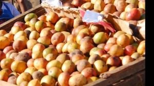 The mango that broke a market
