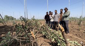 How a Kashmir Orchard Became the Target of Revenge