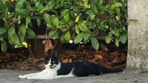 Il gatto Lampo ucciso con la pistola ad aria compressa