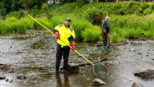 Bevor die Bagger kommen: Angler siedeln Hunderte Fische in der Brigach um