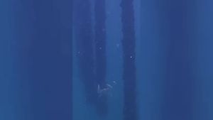 Un granchio blu tra le miticolture del golfo di Trieste: è la prima volta