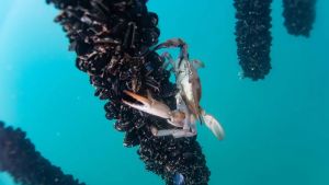 Esemplare di granchio blu nelle mitilicolture al largo della Costiera triestina