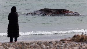 Wal-Obduktion am Strand: Nichts für schwache Nerven