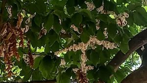 A Conegliano si estende il contagio di cocciniglia. L’intervento per salvare 22 alberi