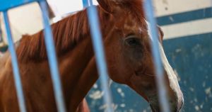 Užas kod Križevaca: Kobila udarila veterinarskog djelatnika, preminuo na licu mjesta