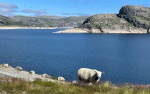 Få opp flere skilt om sau i Hunnedalen