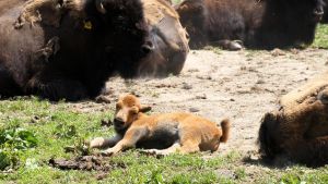 Bison-Baby begeistert Besucher am Bodensee – Bulle Bob wacht über seinen Nachwuchs