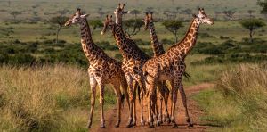 Hidden in plain sight: the race to discover new species before they’re gone
