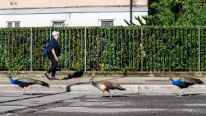 Milano, Quinto Romano come Punta Marina: una colonia di pavoni nel quartiere. “Qui da anni, sono uno spettacolo”