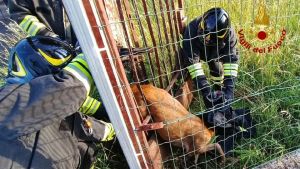 Capriolo incastrato in un cancello all'alba: il salvataggio dei vigili del fuoco