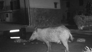 Assediati dai cinghiali. Il picnic in mezzo alla strada ripreso dalla fototrappola