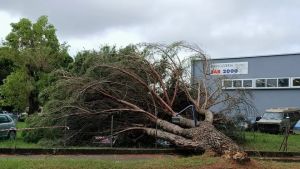 Maltempo, alberi caduti e allagamenti: nel Veneziano 50 interventi dei pompieri