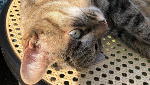 Nach Tierquälerei-Vorfällen am Bodensee – warum tun Menschen so etwas?